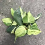 糀町雨林植物💮斑葉心葉蔓綠絨 PHILODENDRON HEDERACEUM VARIEGATED花葉心葉蔓、黃金葛