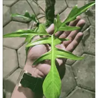 在飛比找蝦皮購物優惠-Philodendron Quercifolium蔓綠絨 (