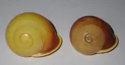 31 , 36 mm 2 Colour Calocochlia Festiva Tree Snail Shell #AB5 From Luzon Island