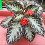 VERDANT HEAVEN 園藝 巧克力士兵 EPISCIA ‘CHOCOLATE SOLDIER‘室內觀葉觀花植物