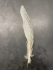 Silver Pheasant Feather