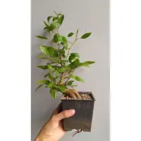 在飛比找蝦皮購物優惠-【大千園藝】豆梨🍐盆栽. 盆景. 綠化植物. 觀果.