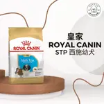 棉花寵物❤️皇家一般 🐶 STP 西施幼犬 1.5公斤