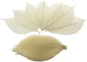100 Natural Color Skeleton Leaves Rubber Tree Natural Scrapbooking Craft DIY Card Wedding, Mulberry Paper Leaves, by WADSUWAN Shop