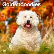 BrownTrout, Goldendoodles 2025 Wall Calendar