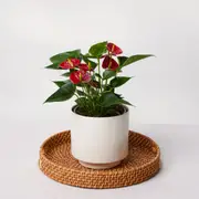 The Anthurium
