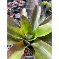 在飛比找蝦皮購物優惠-幽浮野草鋪🌿 路德曼 Aechmea lueddemanni