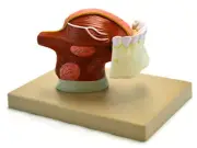 Eisco Labs Human Teeth With Tongue Anatomical Model, 2 Times Life Size