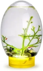 Transparency Mini Fish Tank Desktop Fish Tank Closed Amphibian Box Multipurpose Ecosystem Small Tank Aquatic K5E4 Feeding