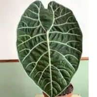 在飛比找蝦皮購物優惠-華森 觀音蓮 Alocasia watsoniana 雨林 