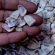 Coquina Brown Clam Shells For Crafts Art Decor Natural Sea Shell approx.600 pcs