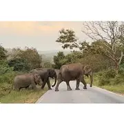 Save 6.00%! 2 Day Bandipur Safari and Mysore Palace Tour