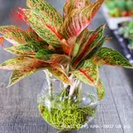 用於種植水生植物的玻璃花盆、用於種植水生植物的玻璃花瓶