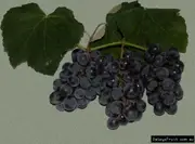 Buy Grape Isabella Black Fruiting Vine- Vitis vinifera