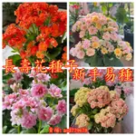 🌺【長壽花種子】 長壽花種子 盆栽 重瓣大花 超級瑪麗 花卉植物 室內陽台花 四季開花開花爆盆