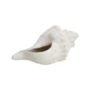 Decorative Shell Conoch Home Room Decor - Rustic Ivory