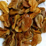 Almond leaves Catappa Indian Ketapang leaf shrimp betta fish aquarium