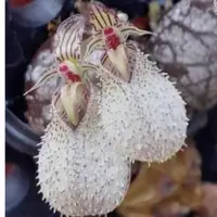 在飛比找蝦皮購物優惠-新品 進口迷你豆蘭 Bulb. polliculosum ×