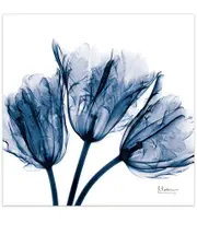 Empire Art Direct Blue Tulip x-ray by Albert Koetsier Wall Art