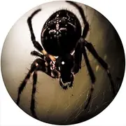 Slipmat Slip Mat Scratch Pad Felt for any 12" LP DJ Vinyl Turntable Record Player Custom Graphical - Spider 8