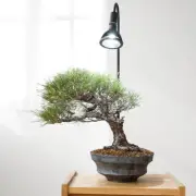 indoor LED 20W Plant Growing Bonsai Light BARREL Aquarium Light E26 Base 2098lm