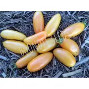 TOMATO 'Banana Legs' seeds