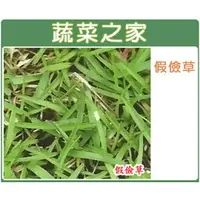 在飛比找PChome商店街優惠-【蔬菜之家00M04】超級假儉草種子1公斤裝(超級喬治亞.純