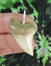 Mako Sharks Tooth Pendant fossil sharks teeth tooth NO RESTORATIONS