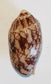 VOLUTIDAE VOLUTA VESPARTILLO THE BAT VOLUTE SEA SHELL