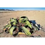 百歲蘭 WELWITSCHIA MIRABILIS 種子