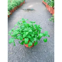 在飛比找蝦皮購物優惠-《JC小品園藝》檸檬香蜂草Lemon Balm5寸盆/植栽/