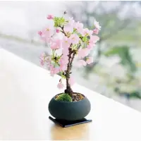 在飛比找蝦皮購物優惠-✿福源花卉 日本矮化微型櫻花 四季開花 花卉盆栽 櫻花 種子