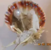 Seashell Manger Scene Ornament