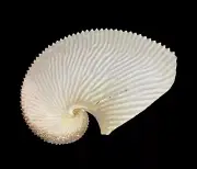 Sea shells Argonauta argo 171.4mm. Aquarium Decoration Products