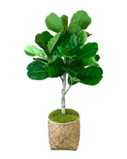 Creative Displays Outdoor UV-Rated 4' Fiddle Tree In Woven Planter