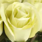 12 Honeydew Green Artificial Long Stem 26" Closed Roses