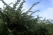 Tagasaste Tree lucerne Tree - Cytisus proliferus