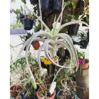 在飛比找蝦皮購物優惠-空氣鳳梨tillandsia lotteae 樂透