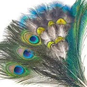 20 Pcs Natural Peacock Feathers Bulk Set Peacock Feathers for Crafts 4 Style