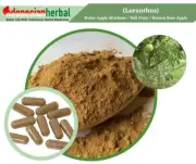 Capsule Of Pure Water Apple Mistletoe Loranthus Organic Natural Herbal Herbs