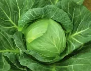 Cabbage seeds, 600 heirloom seeds,White cabbage Copenhagen market heirloom -919