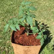 Square Coir Planter Grow Bag With Coir Fibre Block | Urban Revolution
