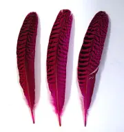3 Pcs PEACOCK QUILLS 10"-14" Dyed HOT PINK Feathers; Costume/Bridal/Halloween