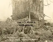 1906 PORT ANGELES WASHINGTON LUMBERJACK MEN 17 FOOT SEQUOIA 8X10 PHOTO AMERICANA