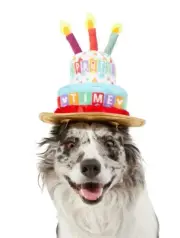 Disney Mickey Mouse Birthday Cake Hat Dogs Cats XS