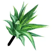 Yard Arts Aloe Yard Garden Stake Plant Garden Sign Garden Decorative Stake