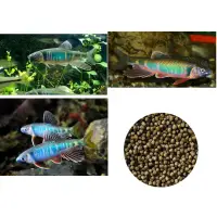 在飛比找蝦皮購物優惠-日本青貓 平頜鱲  生魚 溪 烤魚 下沉飼料專用溪魚飼料