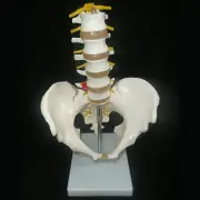 Human Pelvis Skeleton Anatomical Model with Lumbar Vertebrae - Medical Anatomy