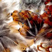 50 Pcs. BULK Mixed Pheasant Feathers, Hen/Rooster - Wing+Tail.