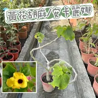 在飛比找蝦皮購物優惠-田尾玫瑰園 l 黃花胡麻、安卡麗娜【五吋盆 高度約60cm】